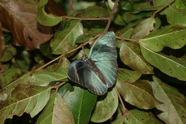 Euphaedra villiersi male UPS 2